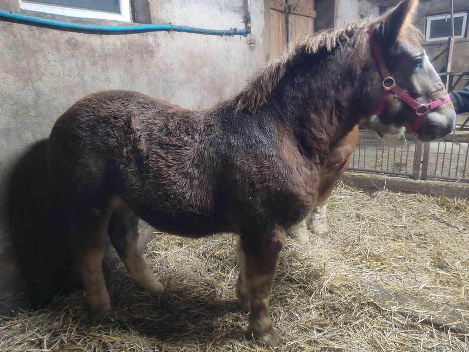 Sprzedam źrebówkę PKZ