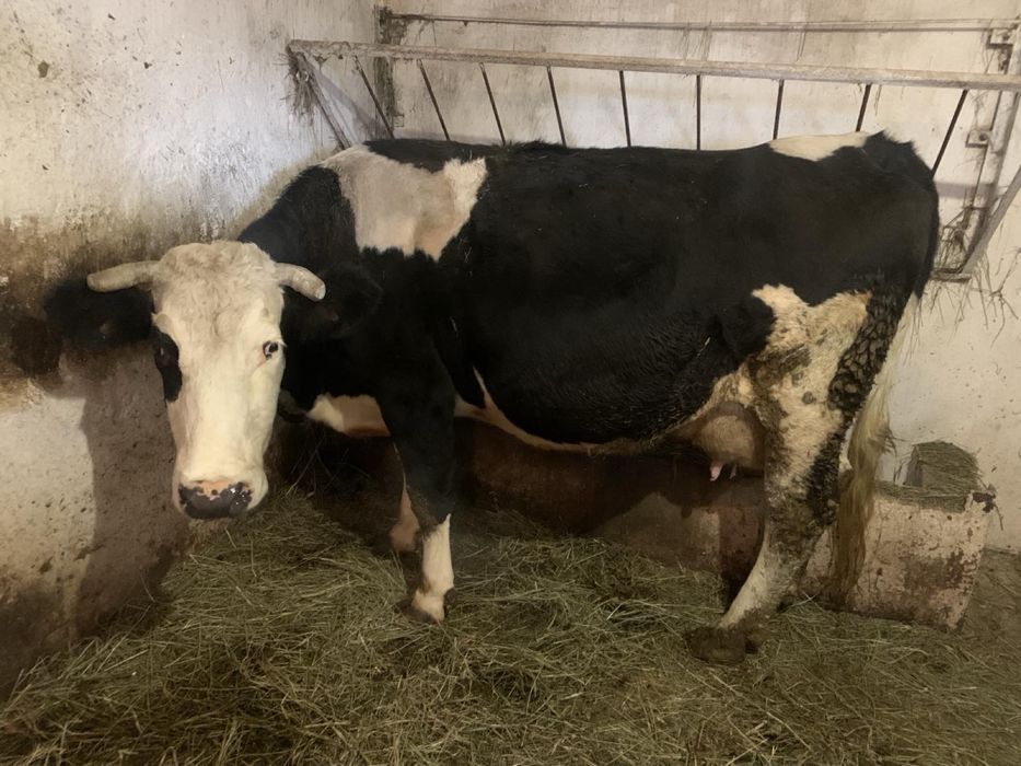 Продам корову-тільна ,доїться.Порода чорноряба Українська