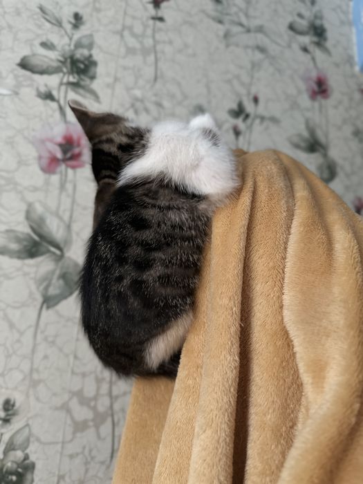 Милі та гарні пухнастики шукають собі домівку, віддам у гарні руки