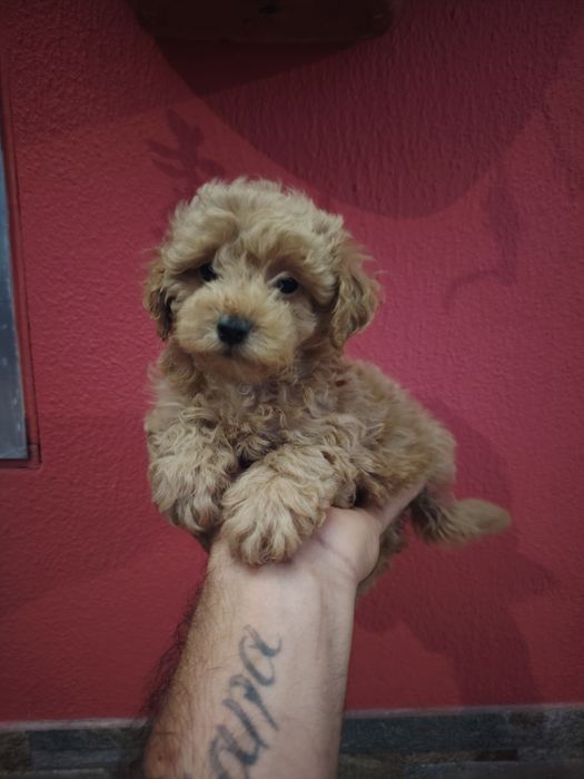 Poodle toy fêmea