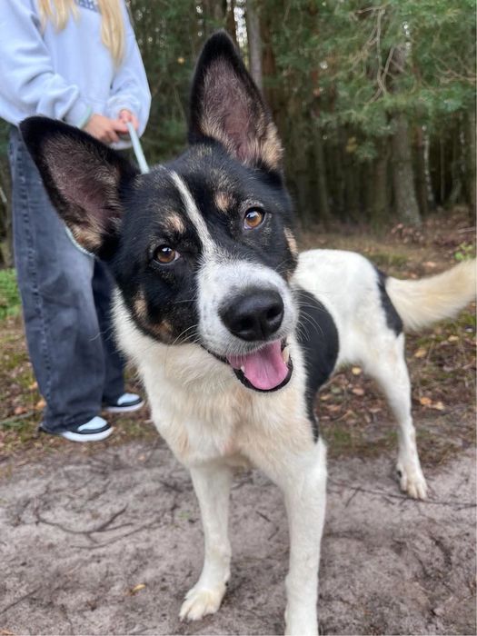 Owen slodziak do adopcji