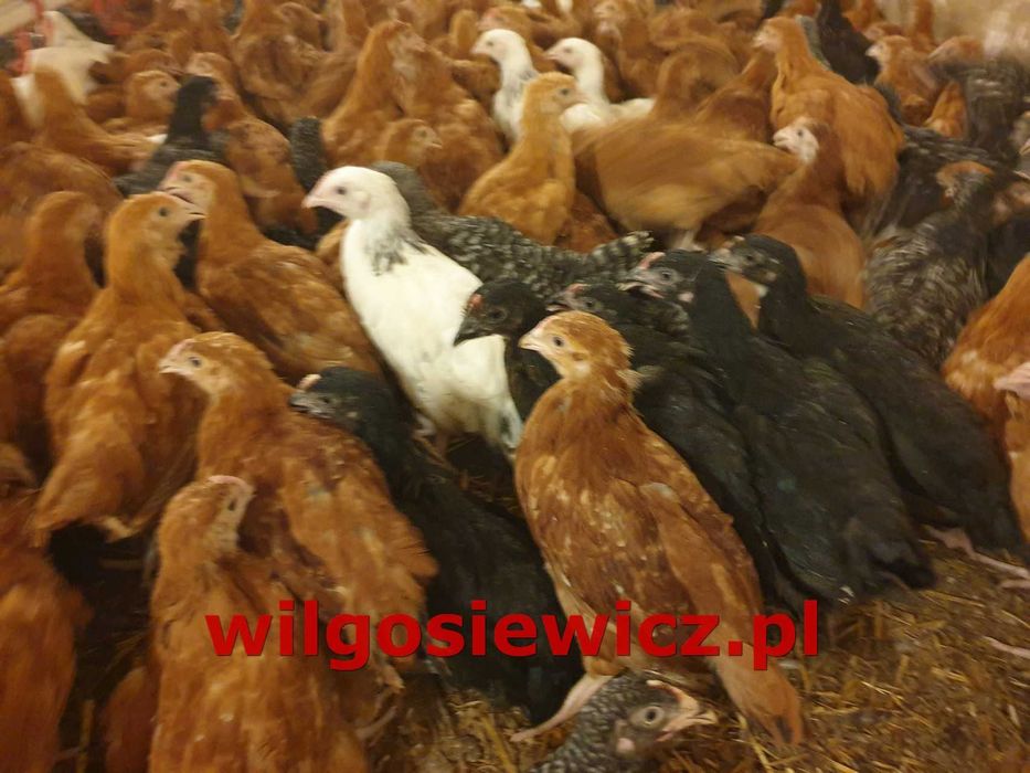 Kury młode z jajkiem  mozliwy dowóż