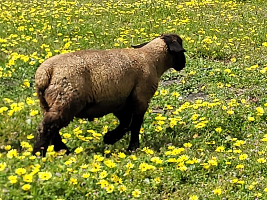 Vendo Borrego Sulfok