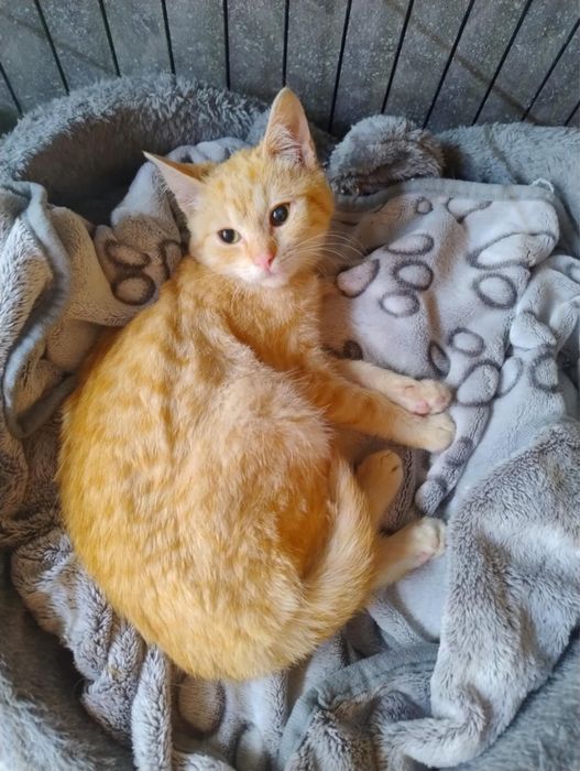 Całus - delikatny, łagodny koci chłopiec szuka domu!