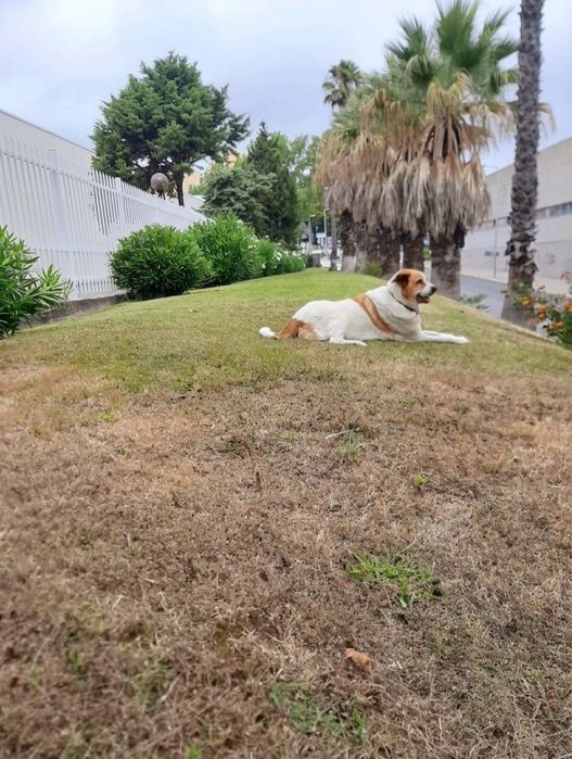 Passeio de Cães (Ramada e arredores)