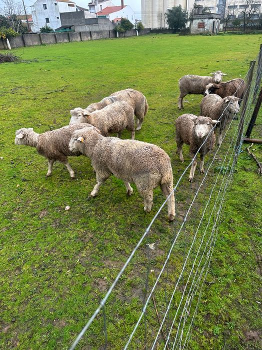 Ovelhas Île-de-France