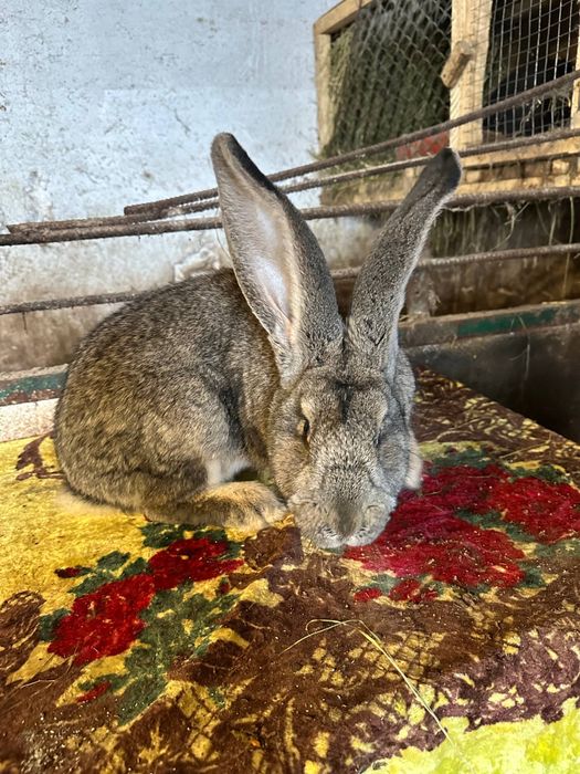 Продам бельгійського велетня вік 6місяців ,300грн кг