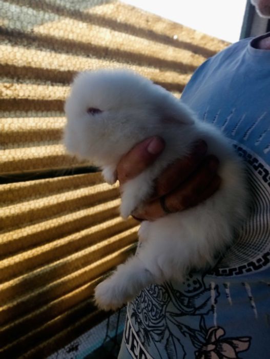 Coelhinhas Mini Lop