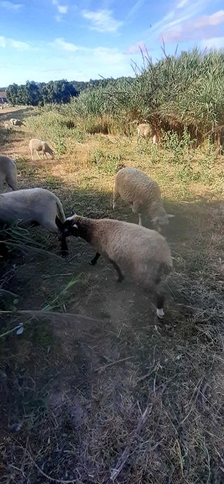 Vendo borregos Inra 401 puros e cruzados