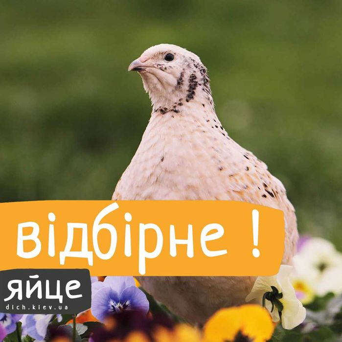 Инкубаційні яйця перепелів  6 порід (селекція Франція, США, Німеччина)