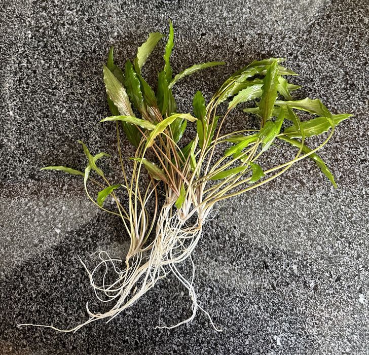 Plantas Cryptocoryne Wendtii Green, quantidade generosa! Só 2€