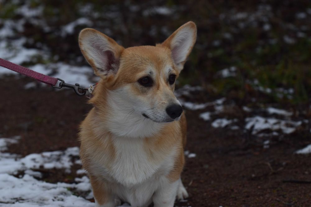 Цуценята вельш коргі пемброк