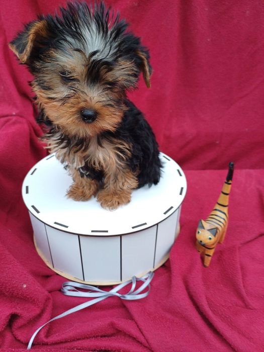 Дуже  -дуже-класні хлопчик і дівчатка-йорчики.