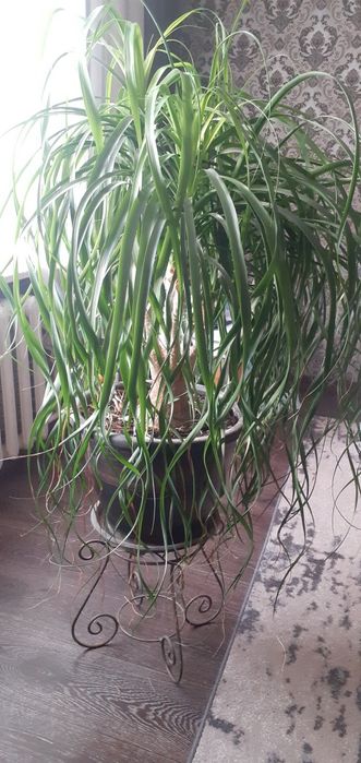 Бокарнея Нолина пляшкове дерево