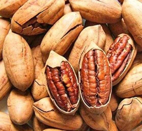 Саджанці горіхів (пекан, фундук, мигдаль, волоський) /Саженцы орехов