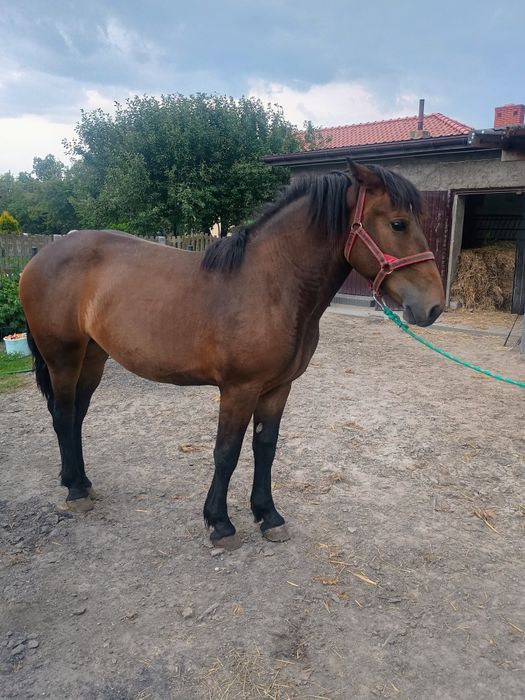 Sprzedam zrebice