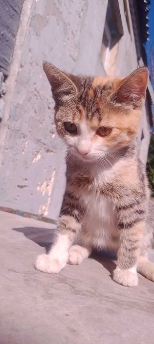 Віддам котят в добрі руки
