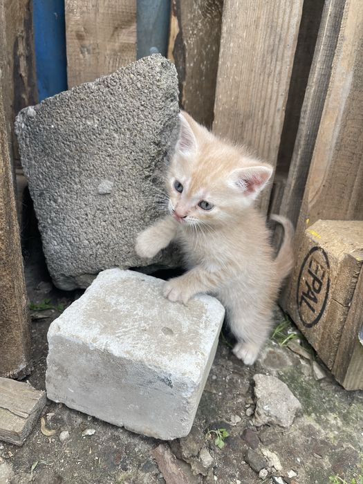 Отдам котенка в хорошие руки (мальчик)