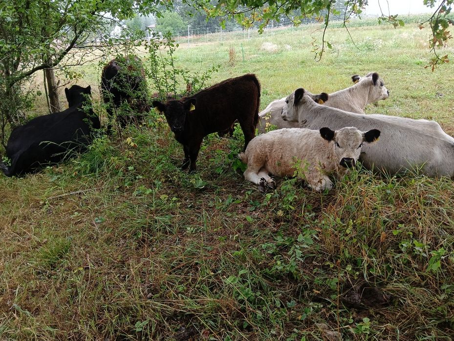 Galloway byk rozplodnik bydło