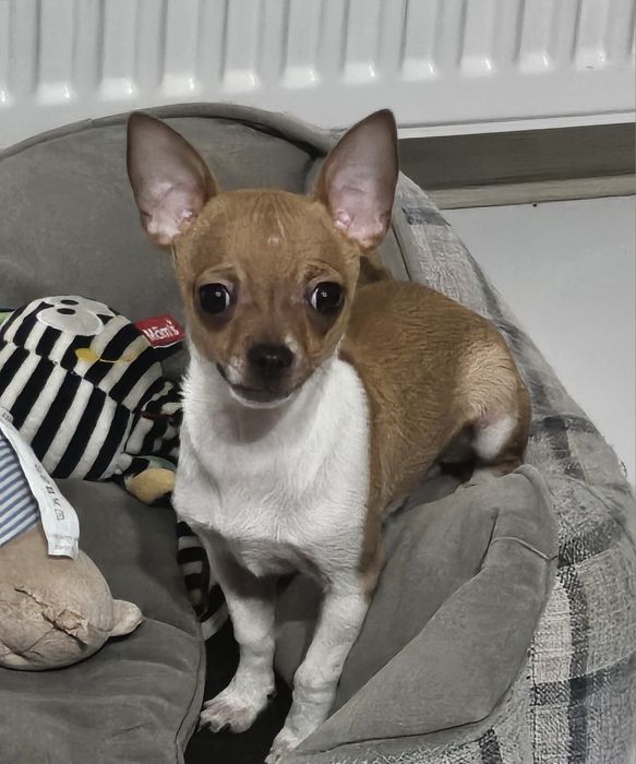 Chihuahua krótkowłosy Piesek