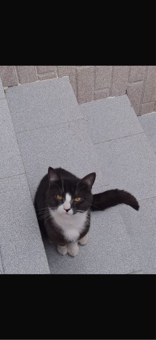 gato pra adocao gratis