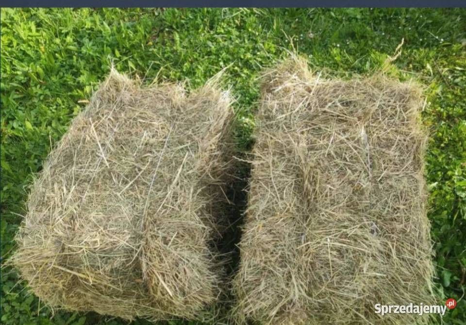 Siano snopki tegoroczne 2025