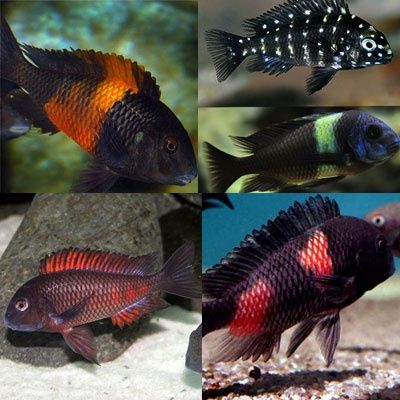 Vendo vários ciclideos africanos Malawi Tanganica e vitória