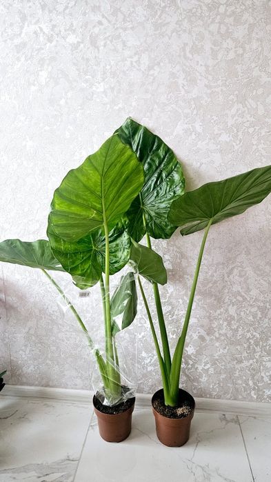 Продам шикарні-високі алоказії !