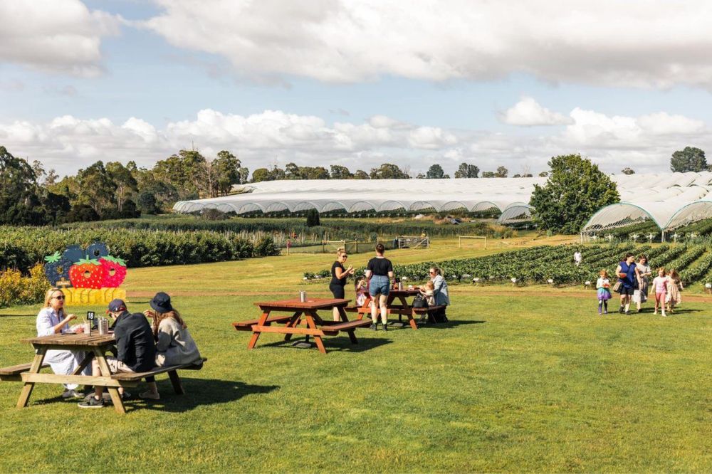 Агробізнес , ягідне фермерське господарство біля Львова, виробництво.