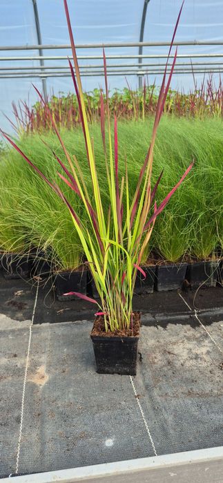 Imperata Red Baron trawa