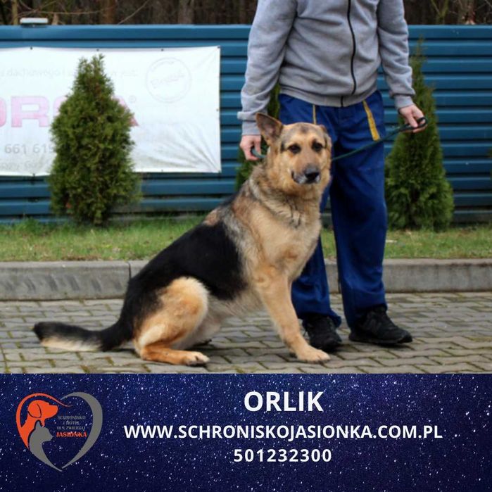 owczarek  niemiecki  Orlik w schronisku jasionka aktualne