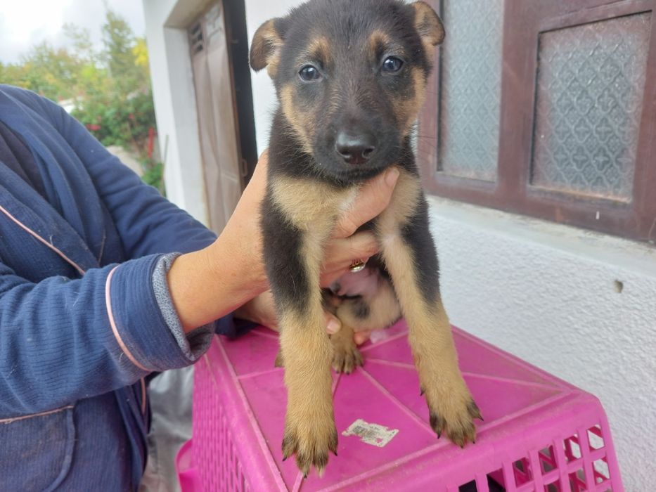 Cães para adopção