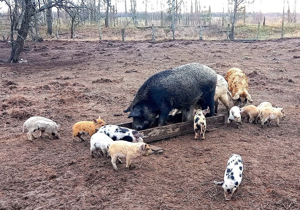 Продам поросят - Мангалица