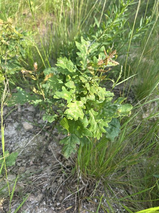 Dąb samosiejka 20-60 cm