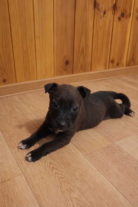 Віддам цуциків від породистої мами