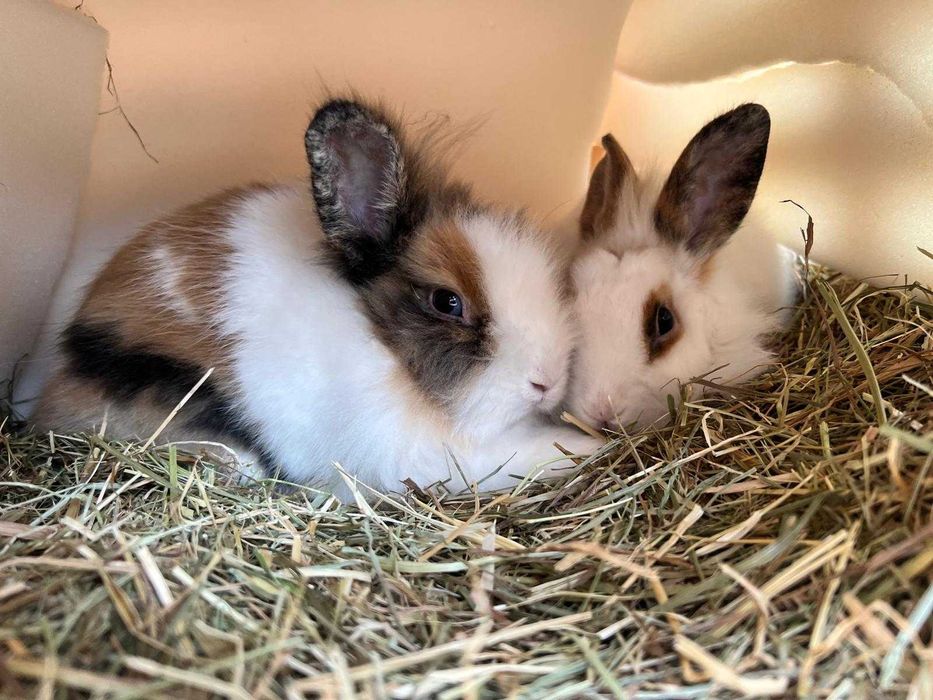 Królik na sprzedaż