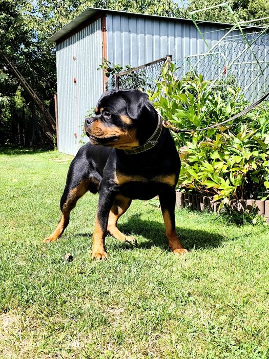 Rottweiler szczeniak
