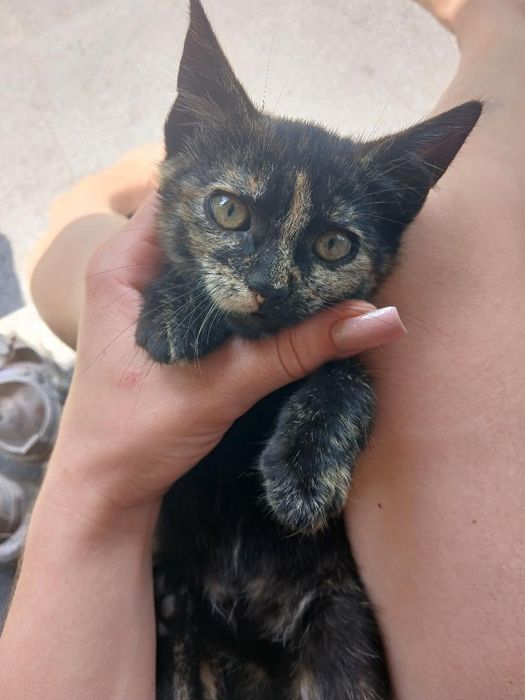 Кошенята в добрі руки