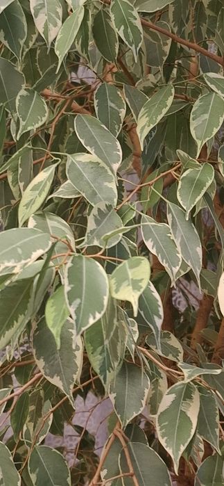 Sprzedam kwiat  fiskus benjamina