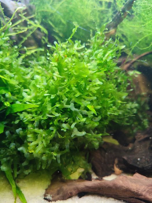 Pelia wątrobowiec roślina do akwarium