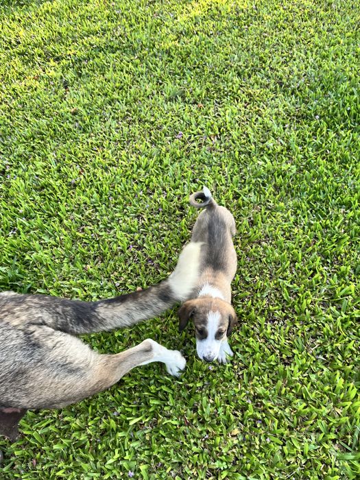 Vendo cães transmontano