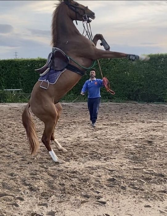 Poldro lusitano 3 anos