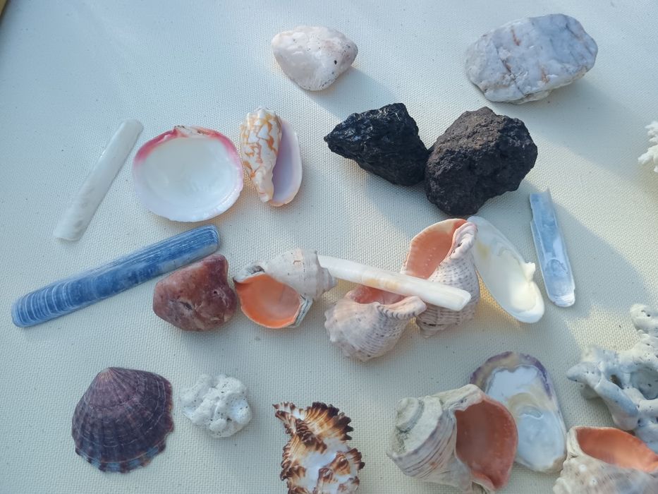 Корал ракушка до акваріума