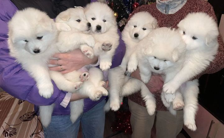 Szczeniak Samoyed samojed.