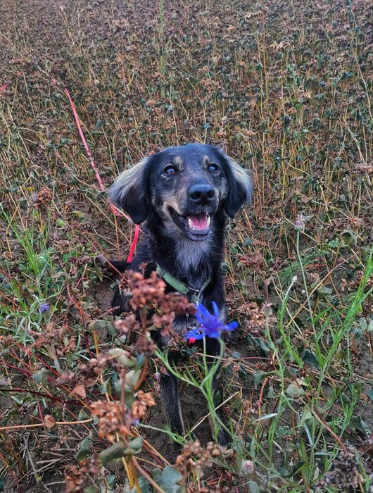 Sami super energiczny młodziak do adopcji