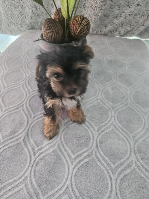 Yorkshire terrier