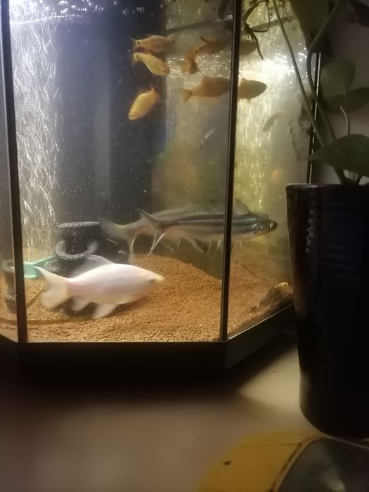 peixe para aquário