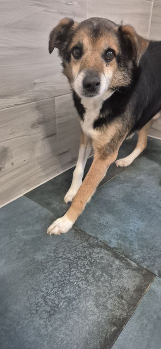 Piesek okolo 8 lat