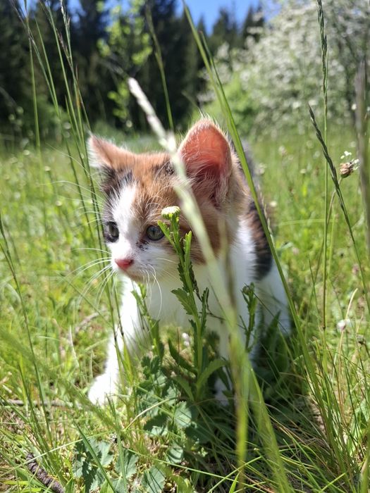 Шукаємо дім для котиків