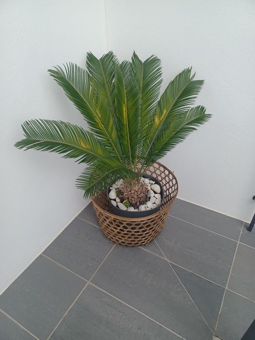 Vaso usado com flor Cica